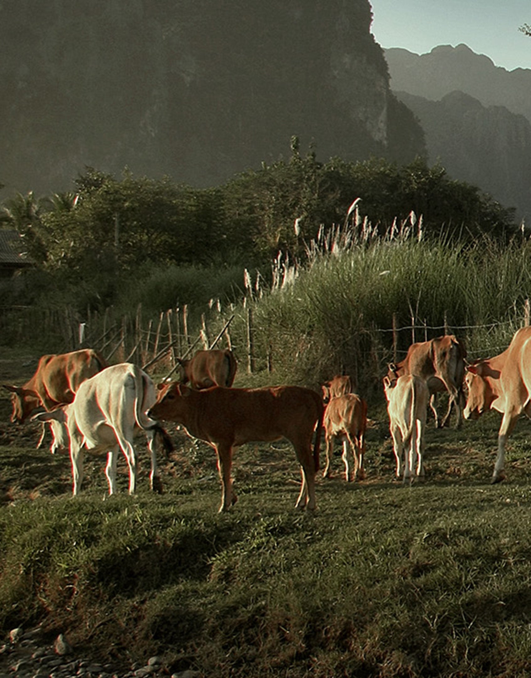 Faimly Farm 