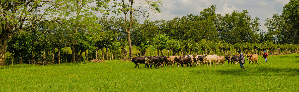 Faimly Farm 