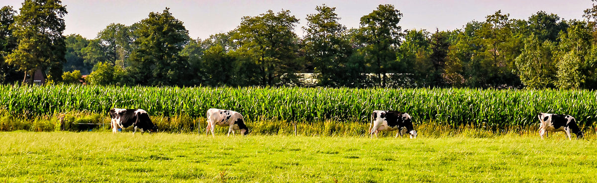 Faimly Farm 