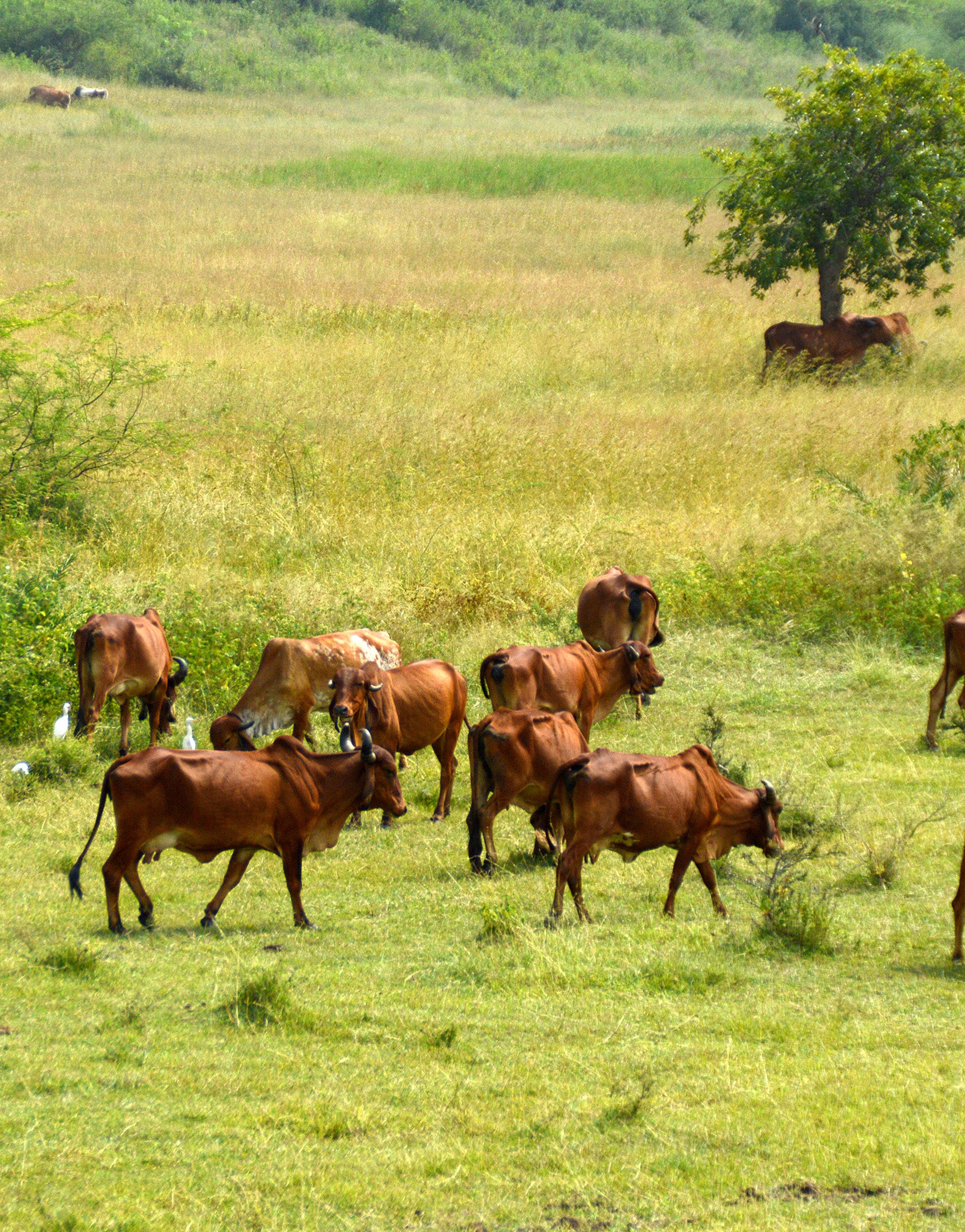 Faimly Farm 